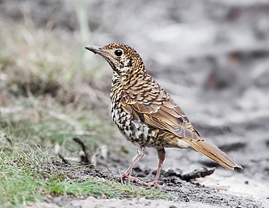 Bassian thrush, by JJ Harrison