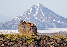 Un renard roux couché sur un rocher, photographié devant le volcan Vilioutchik, sur la péninsule du Kamtchatka, dans l'Extrême-Orient russe. (définition réelle 5 931 × 4 178)