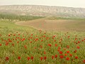 روستای جرقلعه، ولسوالی گرزیوان، ولایت فاریاب، افغانستان