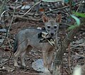 കുറുനരി,Golden Jackal or Indian Jackal, canis aureus indicus