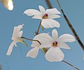 Dendrobium fytchianum, exposition Royal Flora Ratchaphruek, Thaïlande