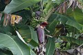 Musa acuminata