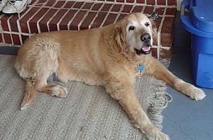 A 15 year old Golden Retriever dog, unusually ...