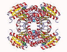 Modello tridimensionale dell'enzima