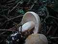 !Tricholoma inamoenum!