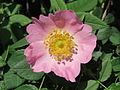 Rosa canina