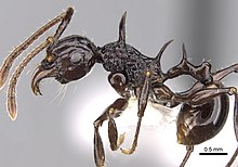 Acanthomyrmex laevis