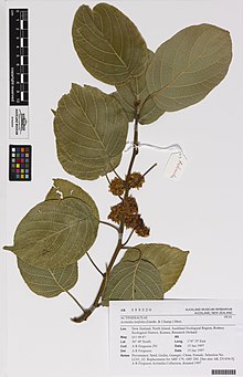 Actinidia latifolia.
