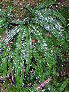 Description de l'image Adiantum Chatswood west.jpg.