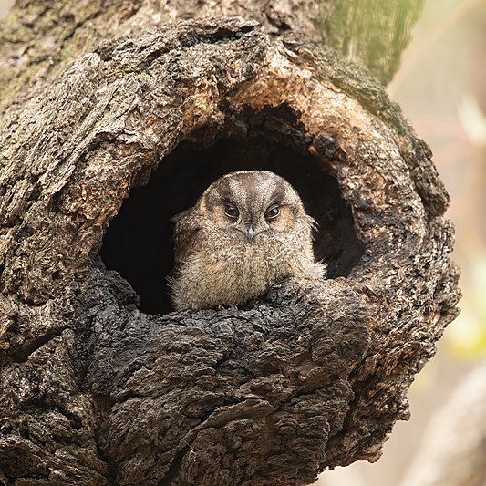 Australian Owlet-nightjar (Aegotheles chrisoptus) in nesting hollow, Castlereigh Nature Reserve, New South Wales, Australia
