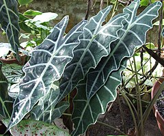 Description de l'image Alocasia_x_amazonica_a1.jpg.