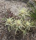 Кисть Alpine Castilleja nana green form.jpg