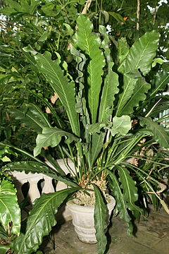Description de l'image Anthurium eggersii 1.jpg.