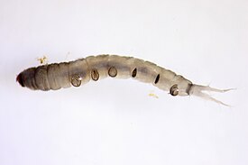 Личинка комара-болотницы Antocha