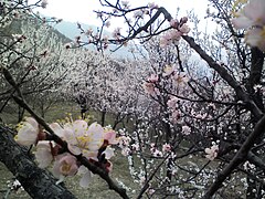 Apricot Orchard