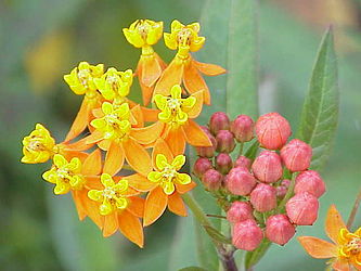Flors d’asclepiada de Curaçao (Asclepias curassavica). (definicion vertadièra 640 × 480 *)