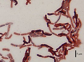 Bacillus megaterium, окрашенные красителями Sudan Black B[англ.] и сафранином