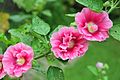 Stockrose (Alcea rosea)