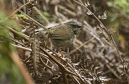 Roestkruinprinia