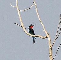 Black Bee-eater