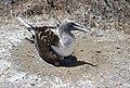 Blue-footed booby with new young on Isla de la Plata.