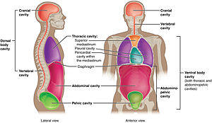 Cavities of human body Body cavities.jpg