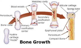 Процесс образования кортикальной и губчатой костей