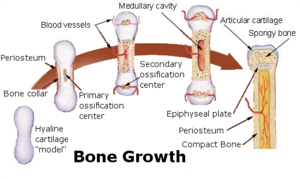 Building Bone from Cartilage