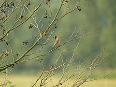 Braunkehlchen