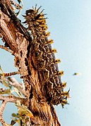 Caterpillar larva on bitterbrush.