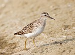 Thumbnail for Long-toed stint