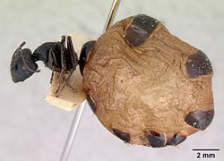 Camponotus inflatus casent0172171 profile 1.jpg