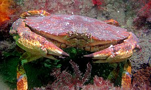Red Rock Crab, Cancer productus