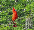 Cardinal vermillon