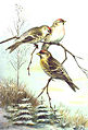 Carduelis flammea 1.jpg