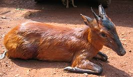 Zwartvoorhoofdduiker