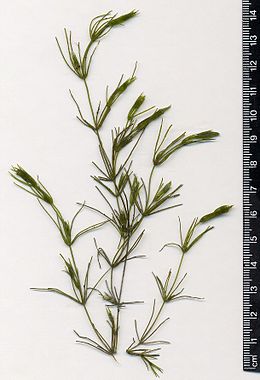 Chara fragilis