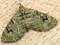 Chloroclystis v-ata (Haworth, 1809)