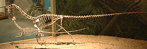 Miniatura per Coelophysis