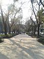 One of several walking paths in Colonia Roma