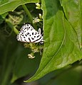 on Mikania micrantha (Bittervine, Chinese creeper) at Narendrapur near Kolkata, West Bengal, India.