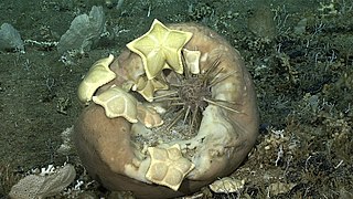 Cidaris rugosa (dans les abysses)