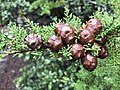 Cupressus goveniana