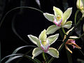 Cymbidium hybrid