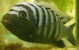 Cynotilapia afra