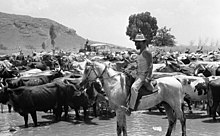 Vaqueros en otras regiones del mundo, Israel 1969