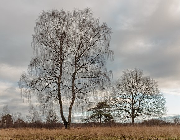 圖為分離的垂枝樺(Betula pendula)，攝於荷蘭弗里斯蘭省Delleboersterheide自然保護區。