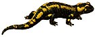 Deutschlands Amphibien und Reptilien (Salamandra salamdra) .jpg