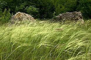 Hårtotfjergræs (Stipa capillata) Foto: Stanislav Doronenko