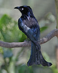 Miniatura per Drongo de crinera